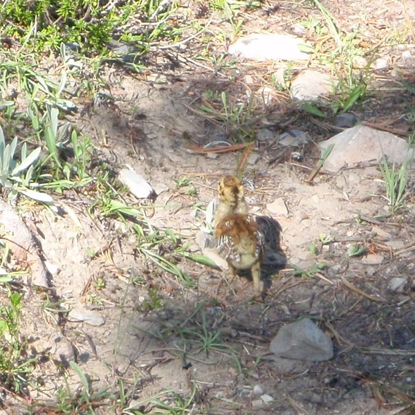 Baby grouse