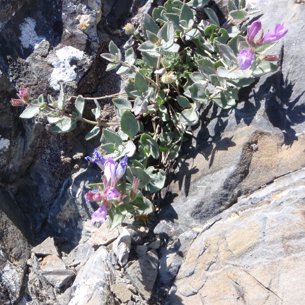 Penstemon