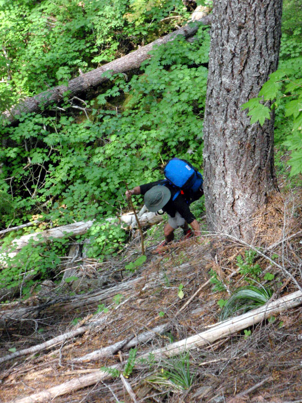 Scot in Bear Flat drainage