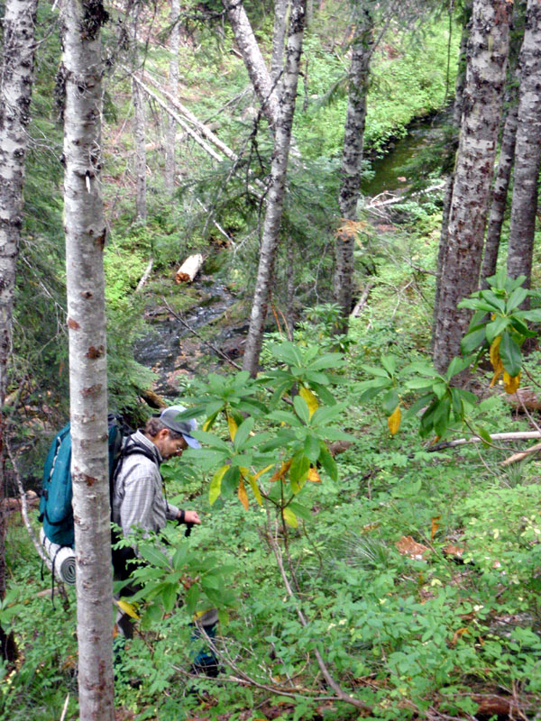 Larry along French Pete above Bear Flat confluence