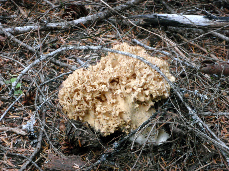 Fungus