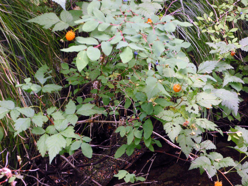 Salmonberry