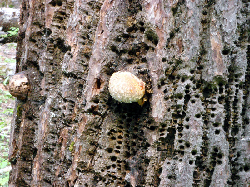 Fungus with water droplets