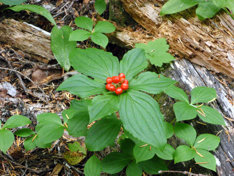 Bunchberry