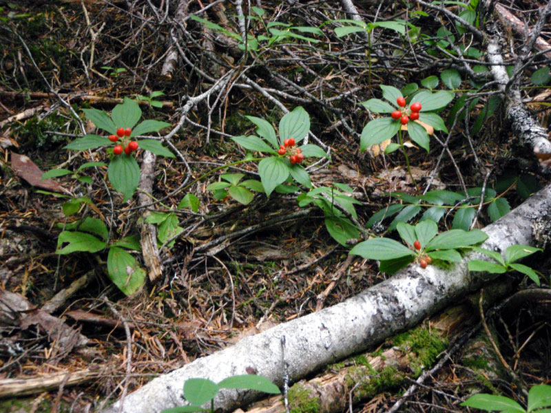 More bunchberries