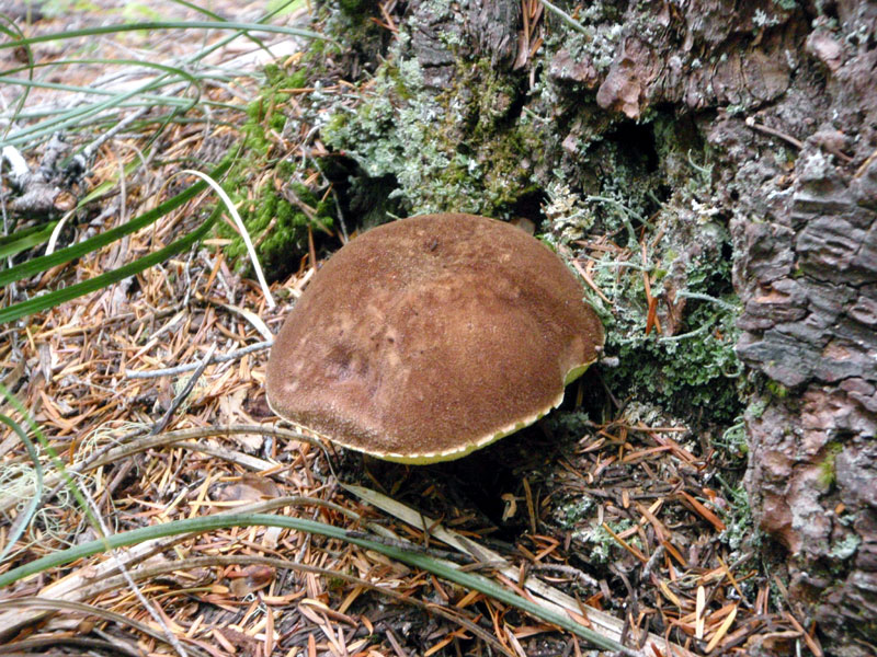 Another mushroom