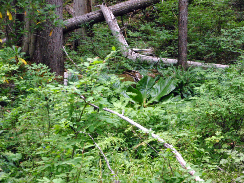 Large skunk cabbage