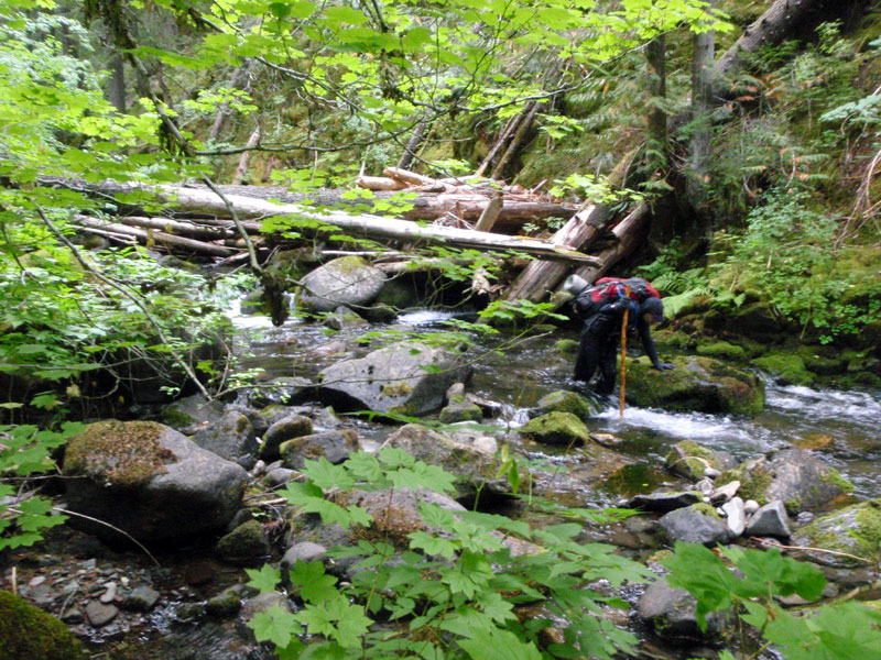 Brian searching in French Pete Creek