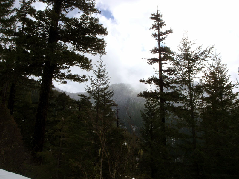 Bohemia Mountain in the fog