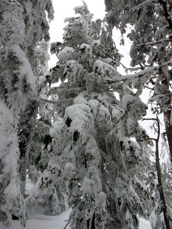 Snow-covered tree