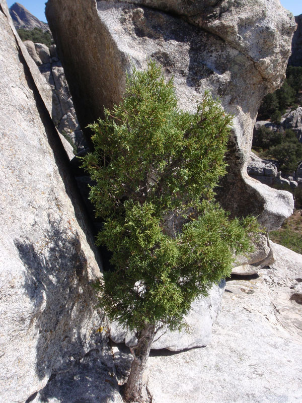 Tree on Bumblie Rock