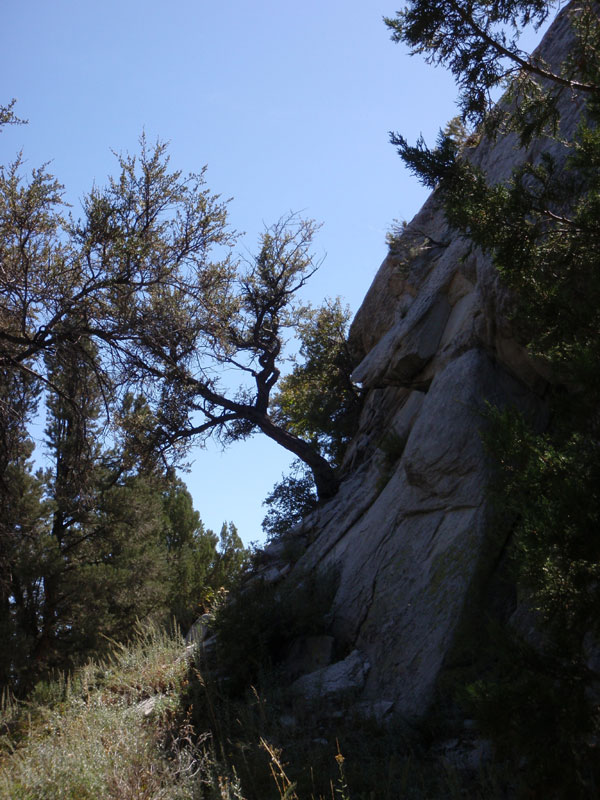 Tree growing out of Stripe Rock