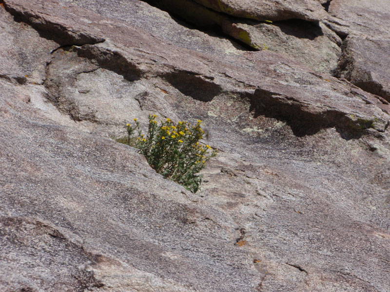 Garden on Castle Rock