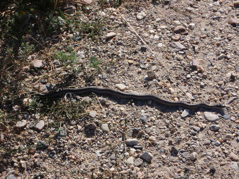 Snake on trail