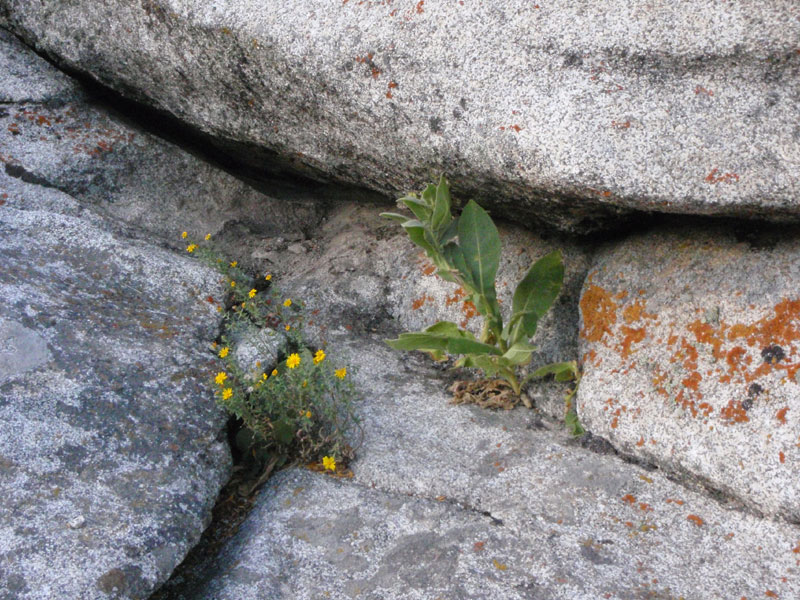 Garden on rocks at our camp