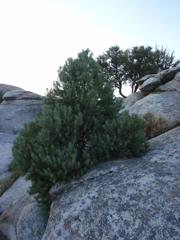 Tree at camp