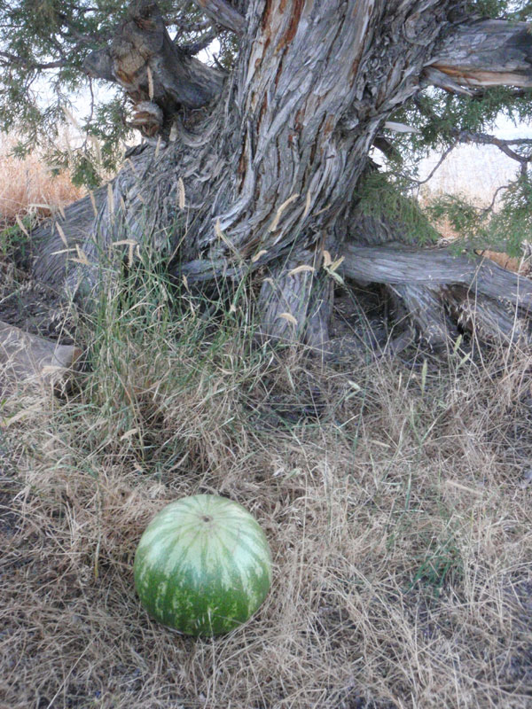 Watermelon