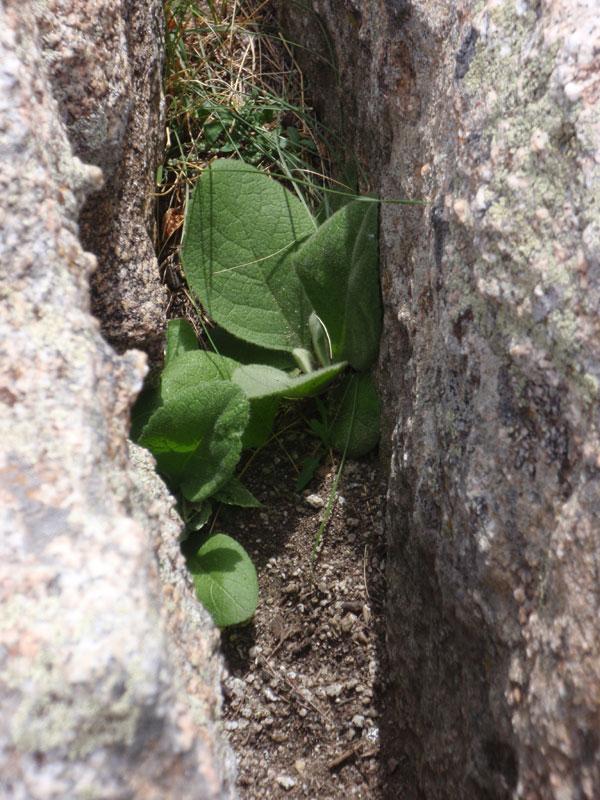 Mullein in a crack