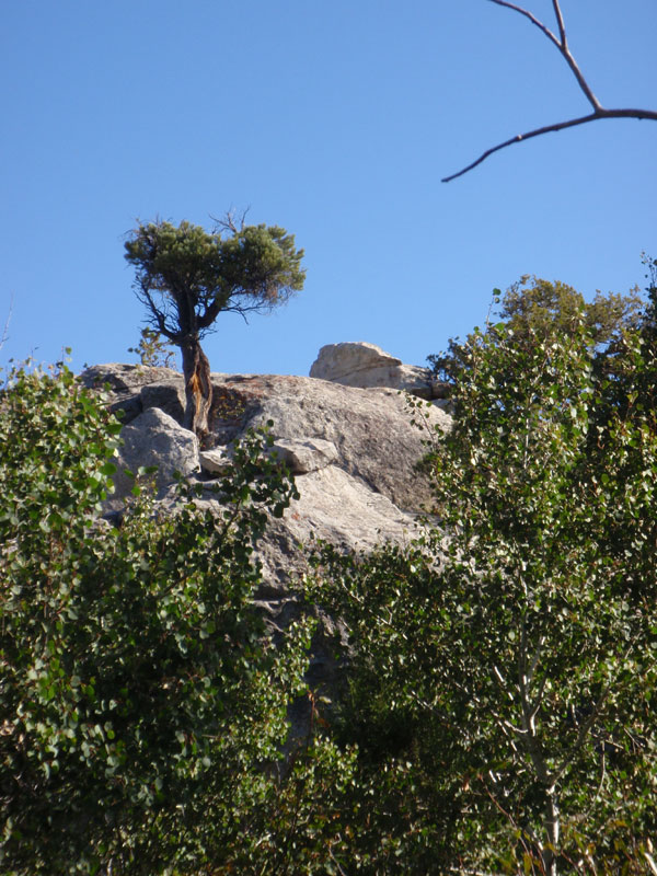 Tree along the trail