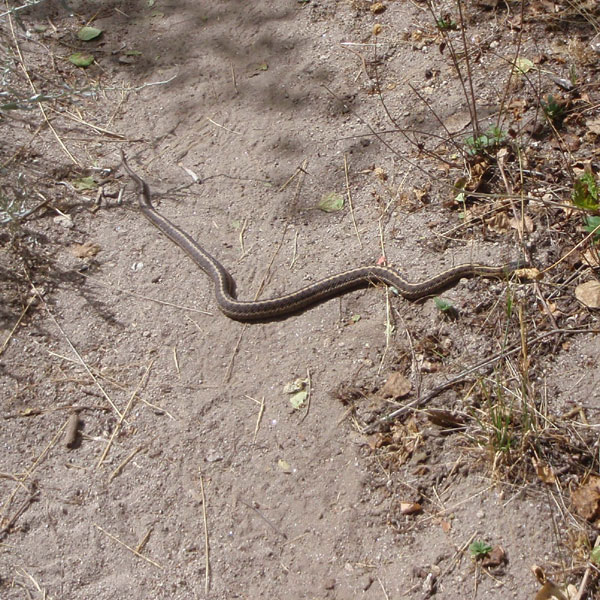 Another snake in trail