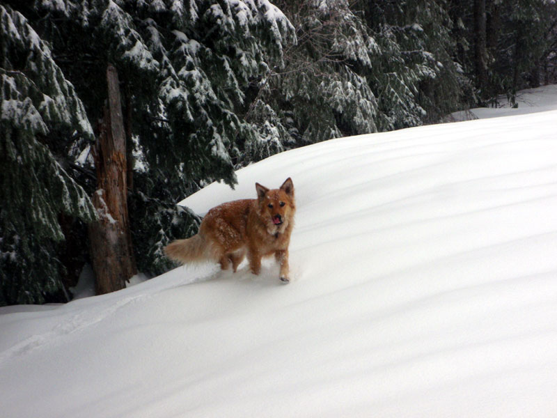 Ummm, tasty snow-flakes!