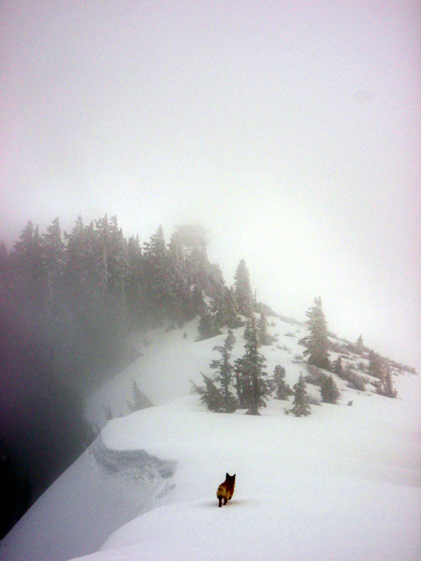 Lookout shows through