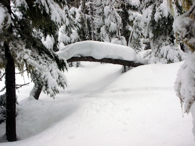 Snowed all day Sunday&#8212;arch over PCT south of Pengra Pass