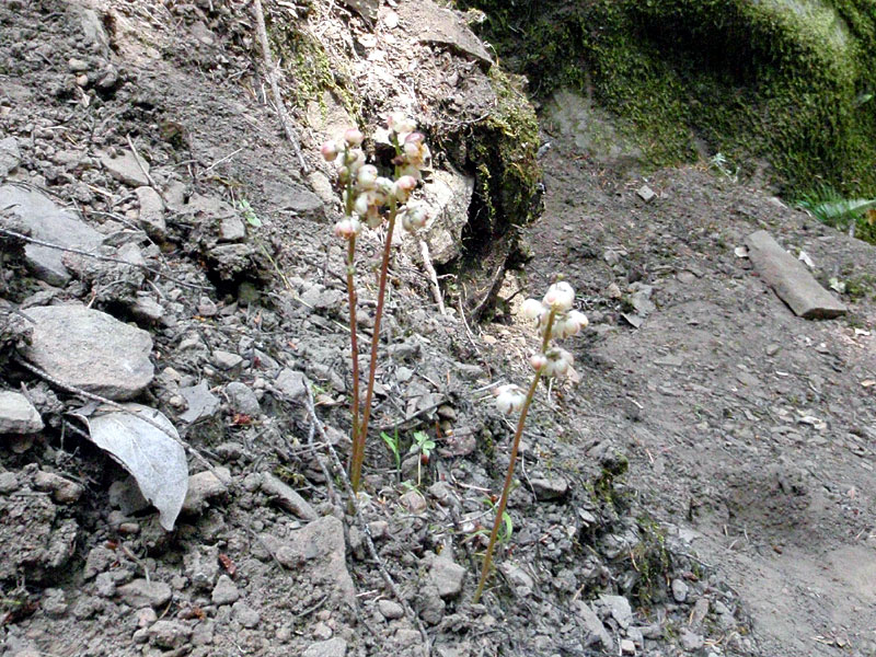 Flowers at base of climb