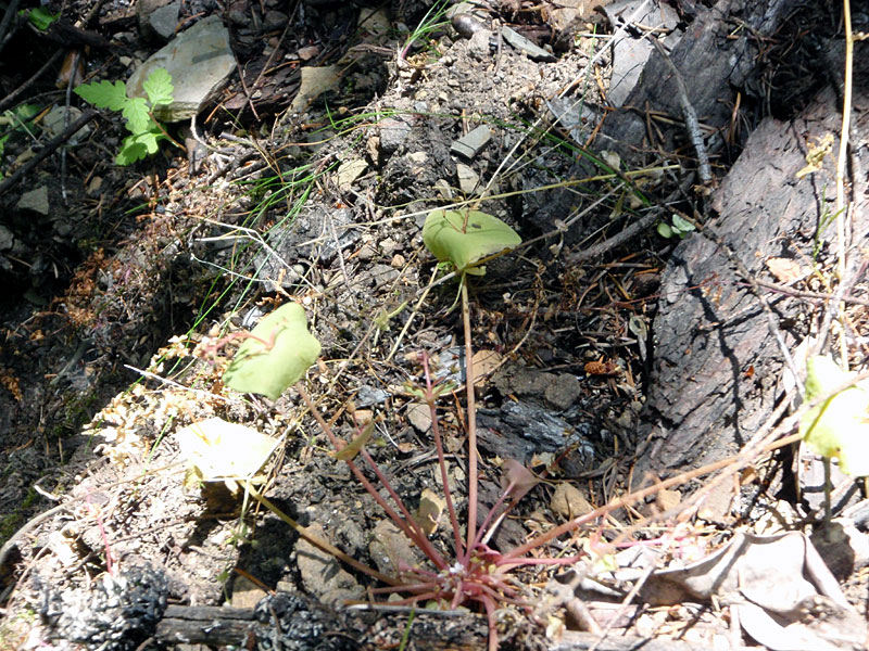 Miners Lettuce?