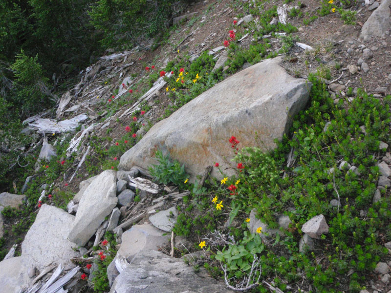 Red paintbrush