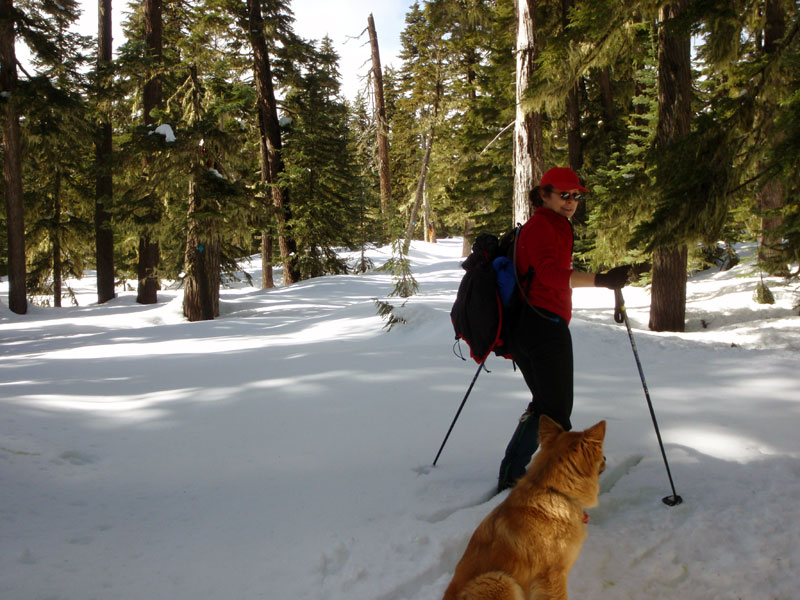 On the Fuji Trail, above the Waldo Road