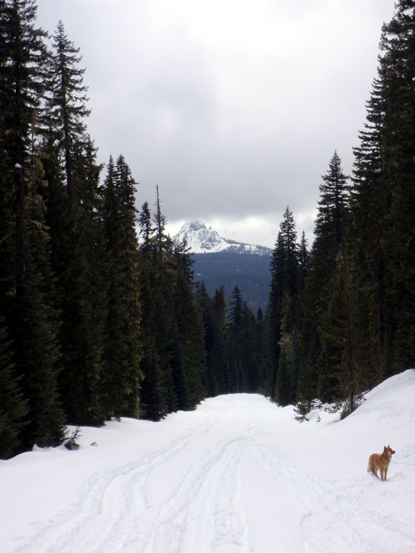 Mt. Yoran from the Waldo Road