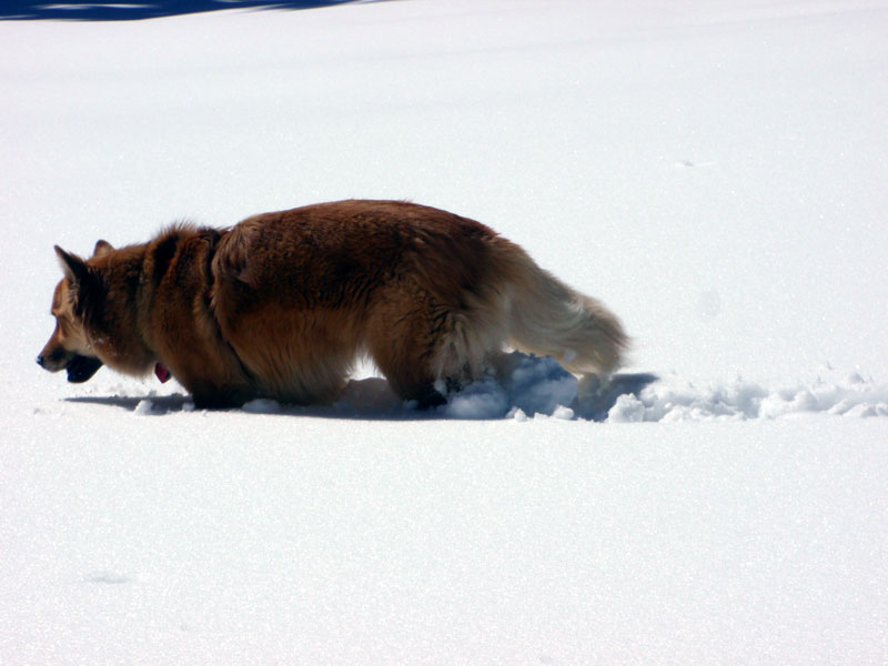 Molly-balls stalks the wild snowflake