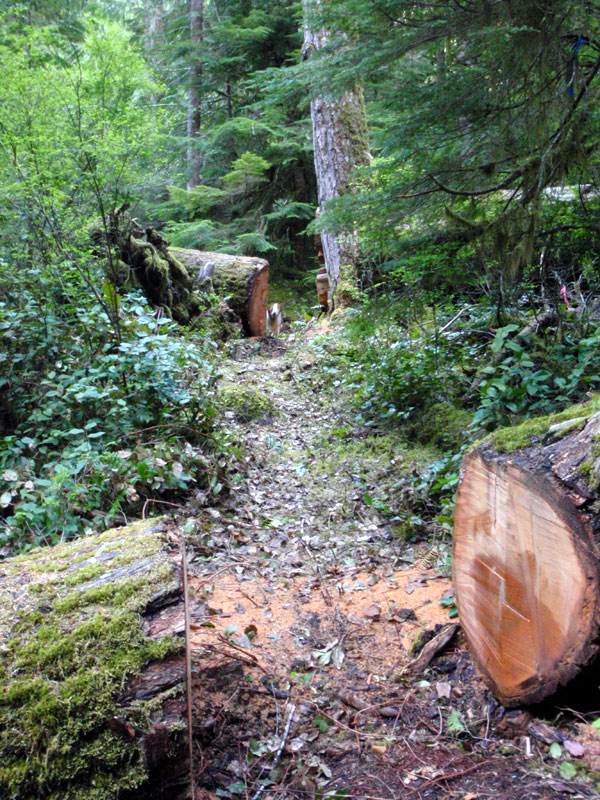 Cut logs on the trail and Bailey