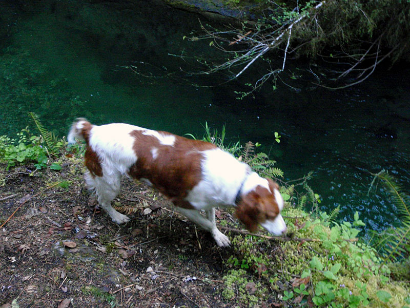 Bailey above Brice Creek