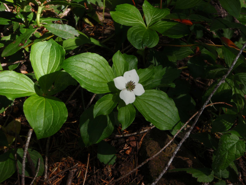 Bunchberry