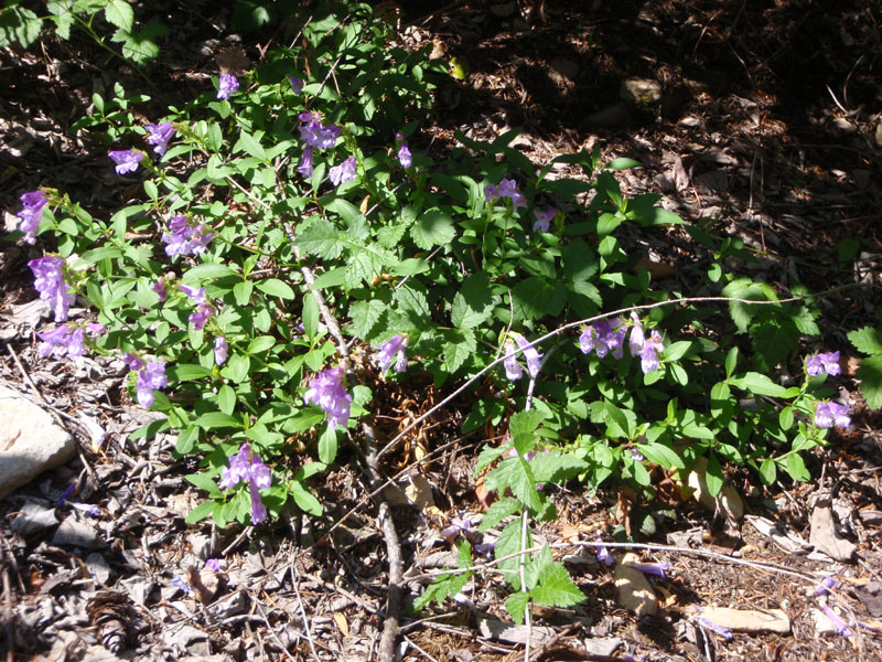 Penstemmon at the trailhead