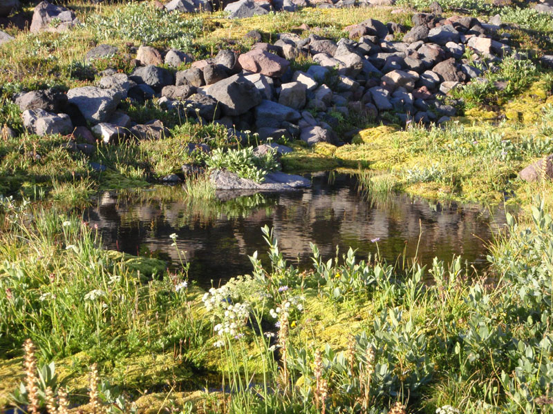 Pool in Thayer basin