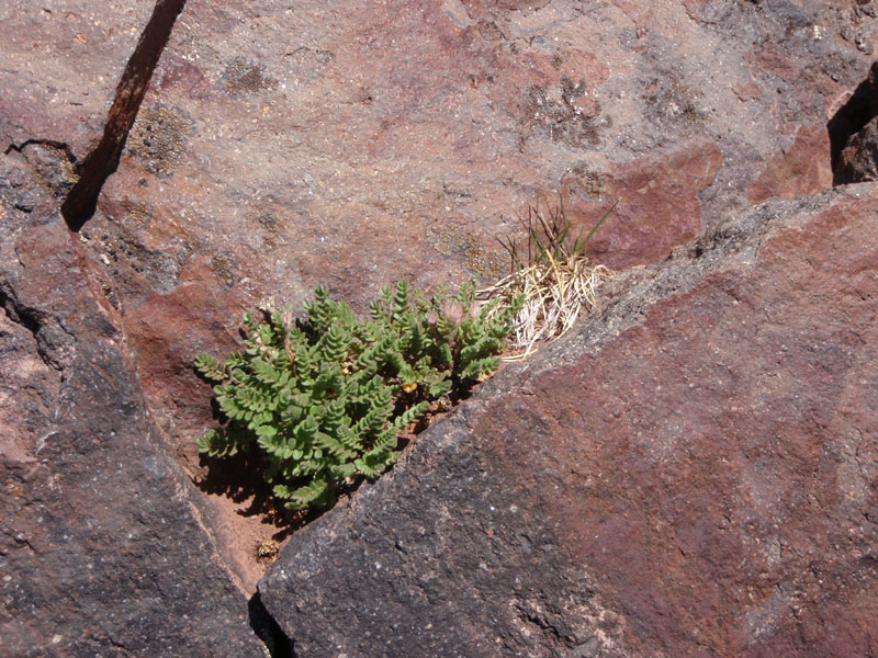Yet another rock garden