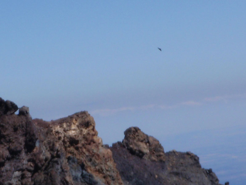 Raven on the lookout for an unattended pack