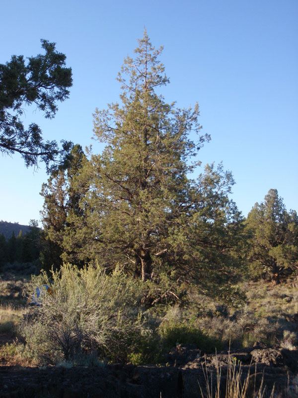 Day Six: Juniper at CG