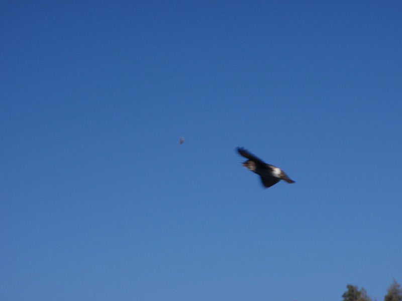 Next morning&#8212;providing the violet-green swallows with nesting material