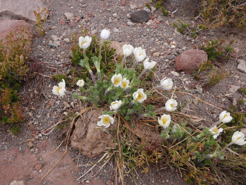 More flowers