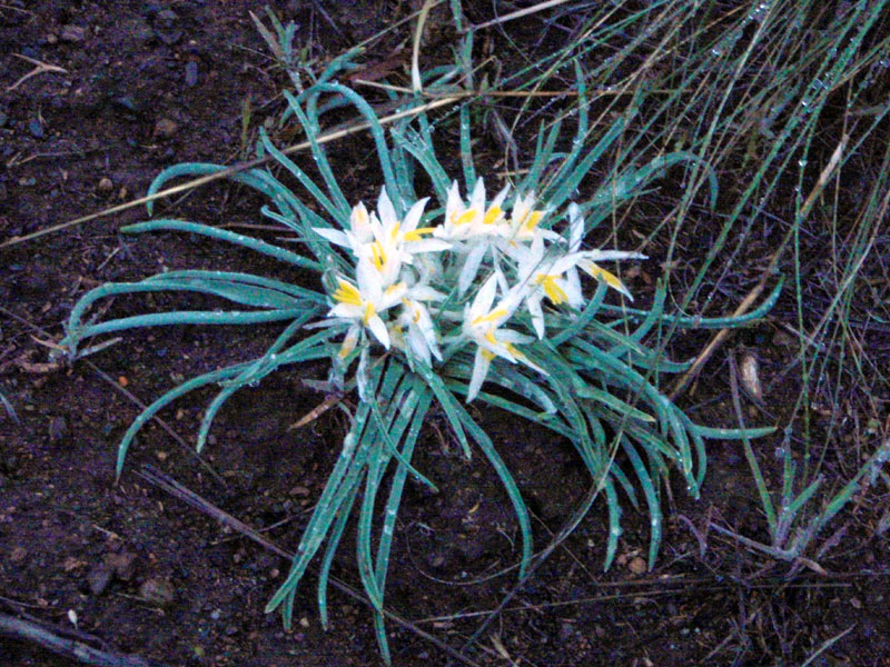 Flowers near the campground