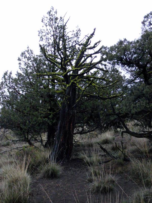 Moss covered snag on the hill east of the CG