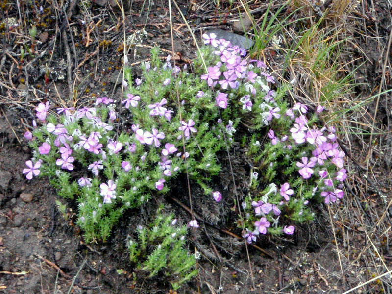 Flowers by the trail