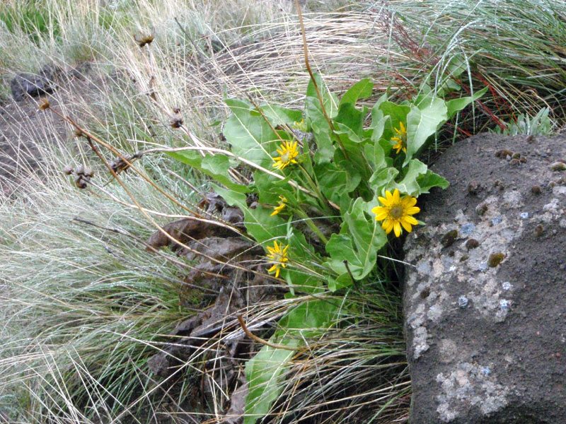 More flowers