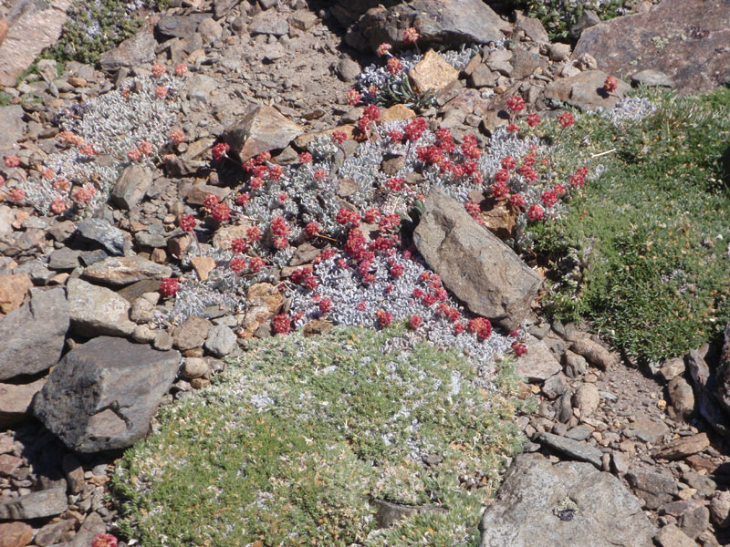 Stonecrop