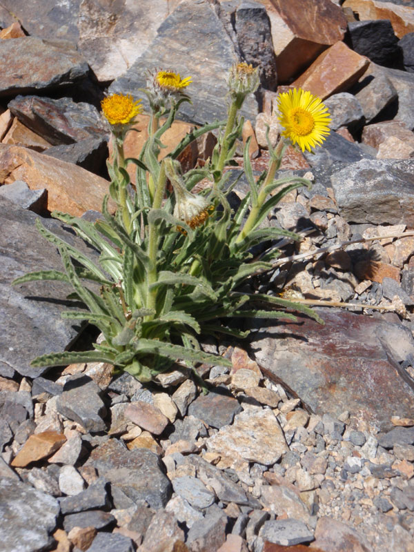 Flowers on the north ridge