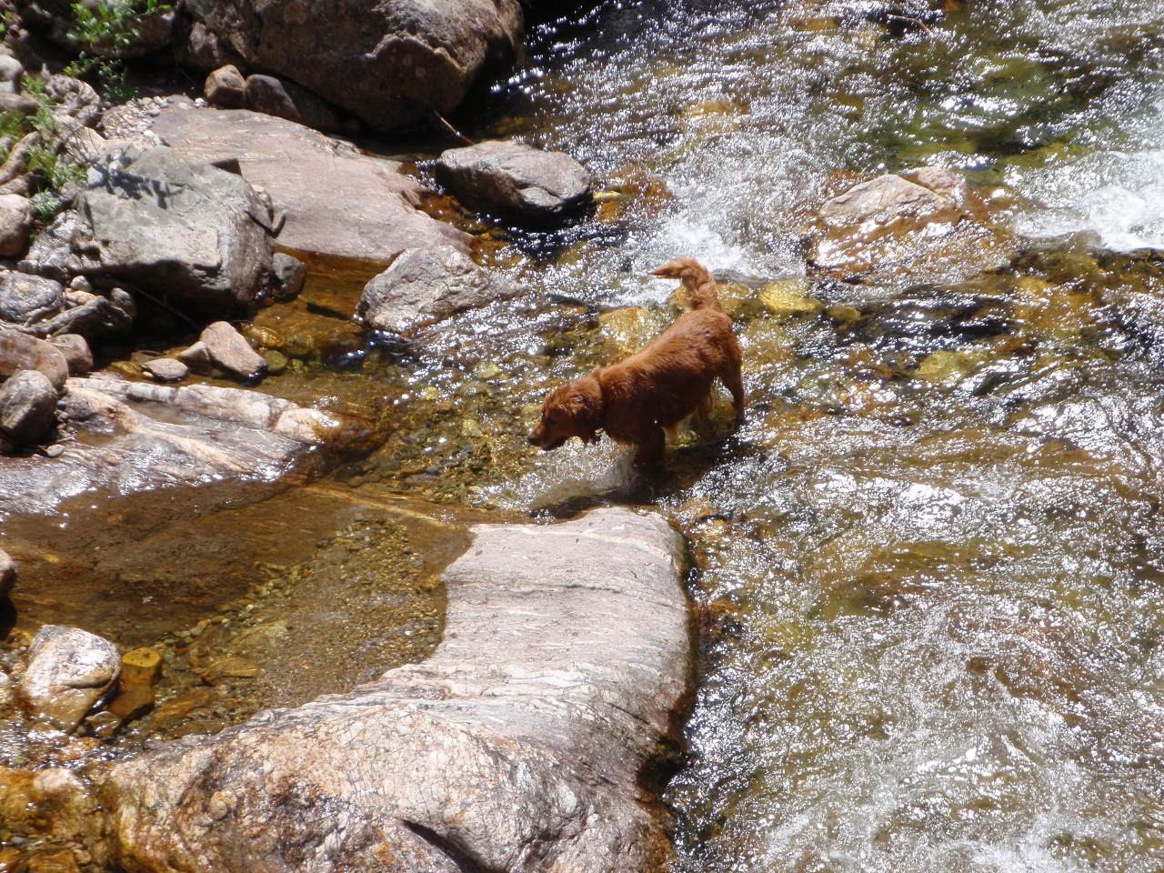 Cody cools off in the Little Wenatchee